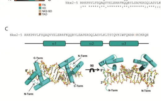 Figure 1.6: Nk-2 class of homeobox-binding domain containing transcription factors. A: Nkx2.2  with its Nk-2 class-typical domains (highlighted in different colors): Transcriptional repression  domain (TN), homeobox-binding domain (HD), Nk2-specific domain
