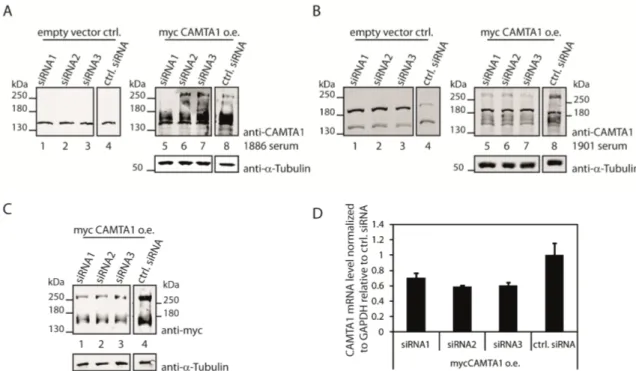 Figure 2.3: The CAMTA1 antibodies 1886 and 1901 can both detect overexpressed  mycCAMTA1