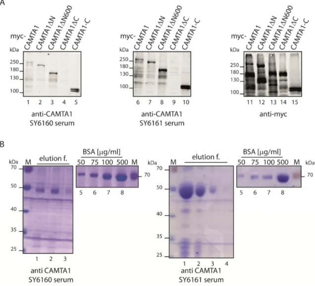 Figure 2.5: Testing and purifying the generated CAMTA1 antibody sera. A: Both antibody sera  (SY6160 and SY6161) detected several mycCAMTA1 constructs (overexpressed in HEK293-T),  but not mycCAMTA1ΔC, which lacks the antigen (about 2 % of each lysate was 