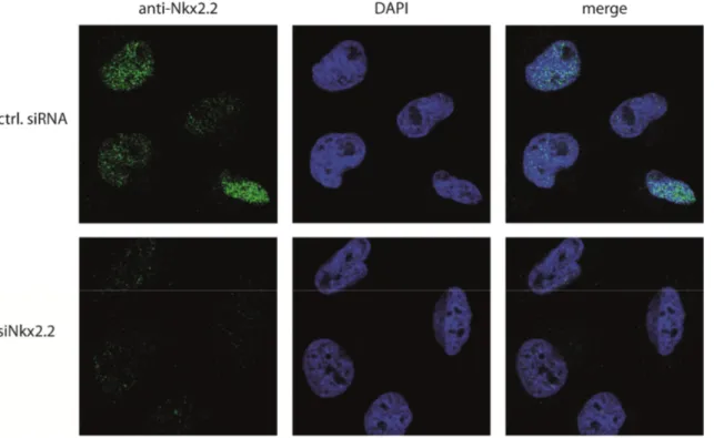 Figure 2.18: Nuclear localization of endogenous Nkx2.2 in LNT229 cells. For the IF, Nkx2.2 was  knocked down using an siRNA targeting Nkx2.2