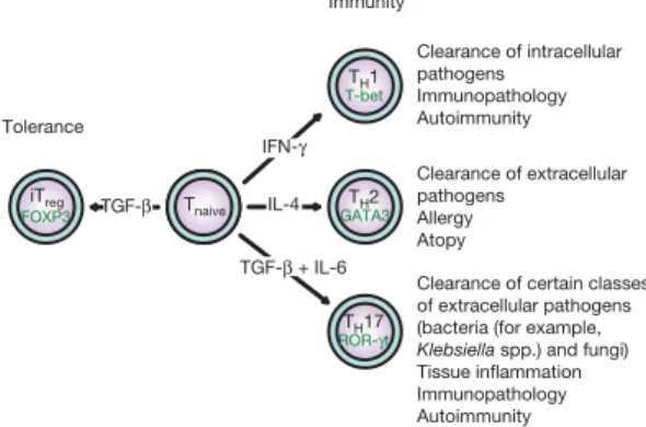 Figure 1 | Subsets of T helper cells. Depending on the cytokine milieu present at the time of the initial engagement of their T-cell receptor and  co-stimulatory receptors in the peripheral immune compartment, naive CD4 1 T cells can differentiate into var