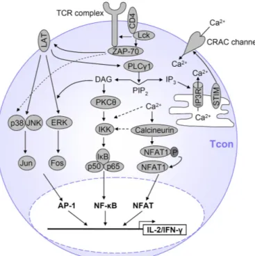 Figure 2: T cell receptor signalling pathways.  Three main transcription factors, i.e