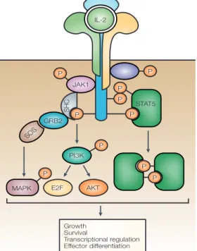 Figure 1 | IL-2 receptor signalling. a | The high-affinity interleukin-2 receptor (IL-2R) consists of three subunits: the  α-chain of the IL-2R (IL-2Rα; also known as CD25), the  β-chain of the IL-2R (IL-2Rβ; also known as CD122) and  the common cytokine-r