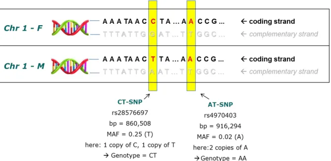 Figure  1.  Schematic  presentation  of  two  SNPs.  Shown  are  the  coding  and  the  complementary  strand  for  both  versions  of  chromosome  1  (paternal  and  maternal  chromosome 1)