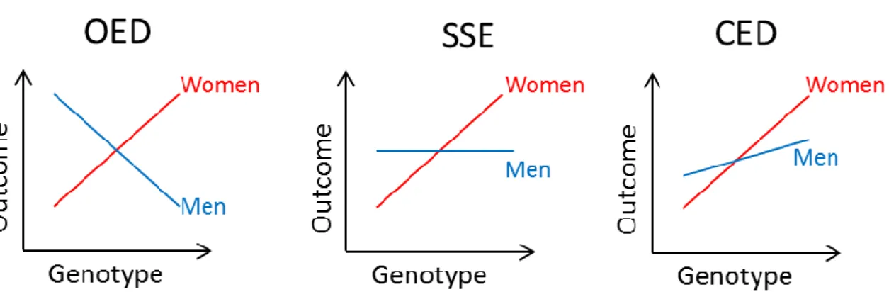Figure  4.  Different  types  of  stratum-specific  effects  on  the  example  of  sex-difference  (assuming a positive effect in women)