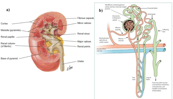 Figure 4.1: a) Principal anatomy of the human right kidney. b) Structure of a nephron, the basic functional unit of the kidney