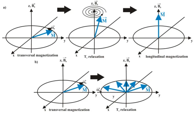 Figure 4.4: Illustration of T 1 and T 2 relaxation. a) Due to spin-lattice-interaction, the transversal magnetization relaxes back to the original longitudinal relaxation in the time period T 1 
