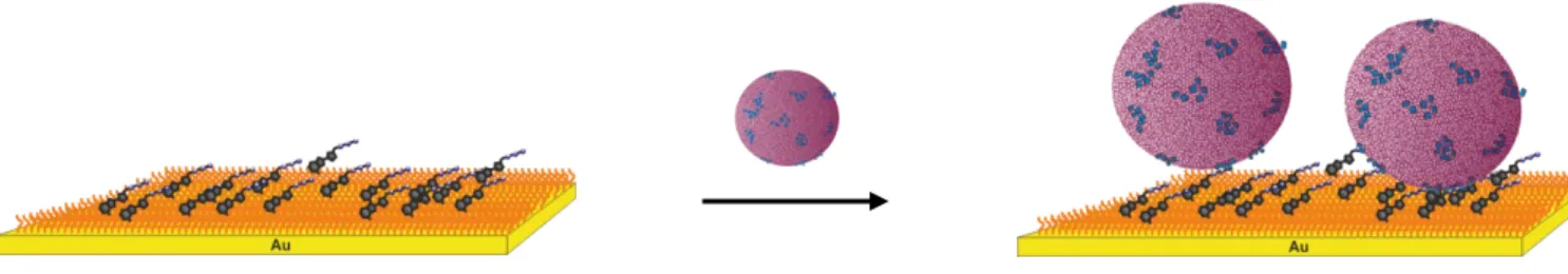 Figure 3.3: Graphical representation of the binding of functionalized liposomes to an analyte modified SPR gold chip