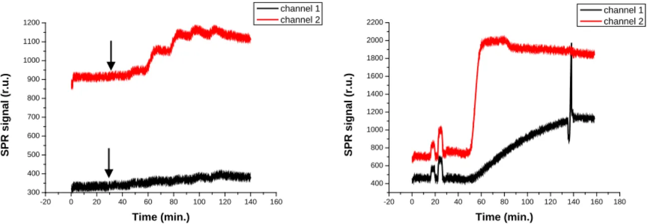 Figure 3.5: SPR sensorgrams obtained after injection of increasing concentrations of α-s1-casein (50 nM, 100 nM, 250 nM  500 nM,  1 µM  and  2 µM)  on supported  DOPC  (channel 1) and Zn 2   doped  DOPC  (channel  2) membranes (a); supported  membranes for