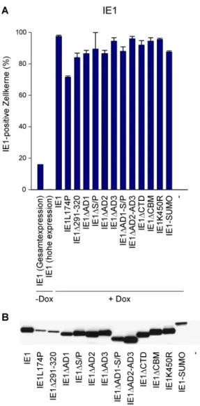 Abb. 4.3: Charakterisierung der IE1-Proteine bezüglich Expression und Stabilität 