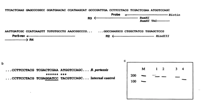 Fig. 1 Construction of the internal control DNA