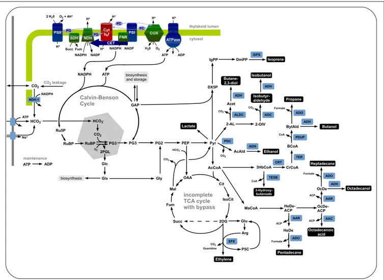 FIGURE 1 | The central carbon metabolism of Synechocystis sp. PCC 6803 and associated production pathways
