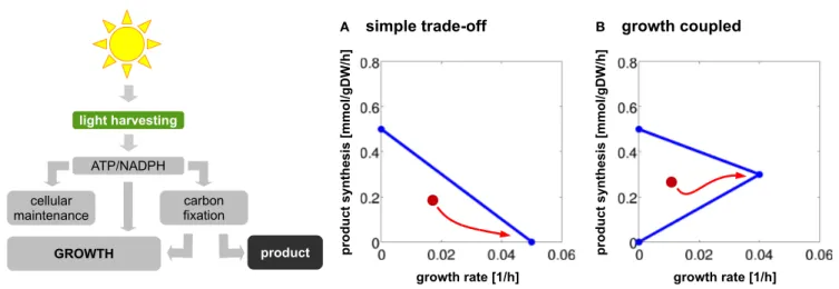 FIGURE 2 | The trade-offs between growth and product synthesis.