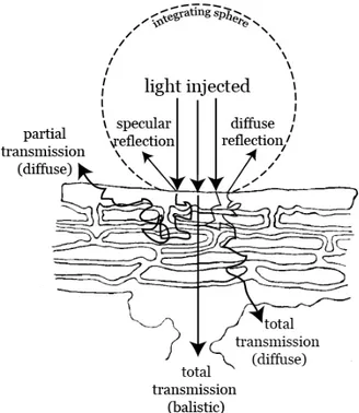 Figure 2.2.: Radiative transfer and photon transport in biological tissue (modified from Birth et al., 1957 and Abbott, 1999)