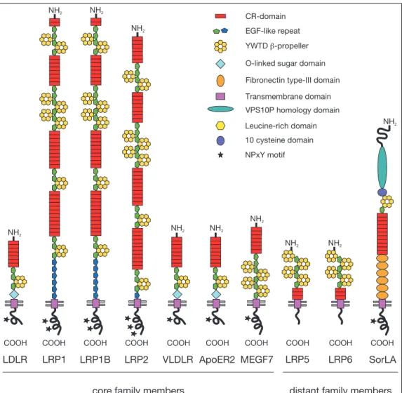 Figure 1: Depicted are the seven core family members of the LDL receptor gene family and the three more distantly related family members