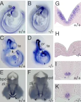Figure 7: Shh expression in wildtype and lrp2 -/- embryos. (A, B) Whole-mount ISH in E9.5 wildtype (A) and lrp2 -/- embryos (B), demonstrating an identical expression pattern for shh in floorplate and ventral prosencephalon
