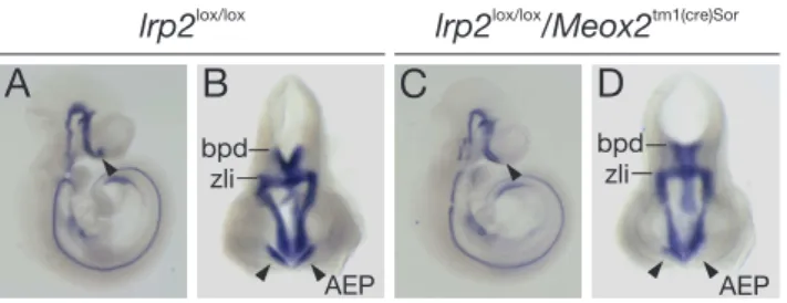 Figure 8: Shh expression in lrp2 lox/lox and lrp2 lox/lox /Meox2 tm1(cre)Sor E10.5 embryos.