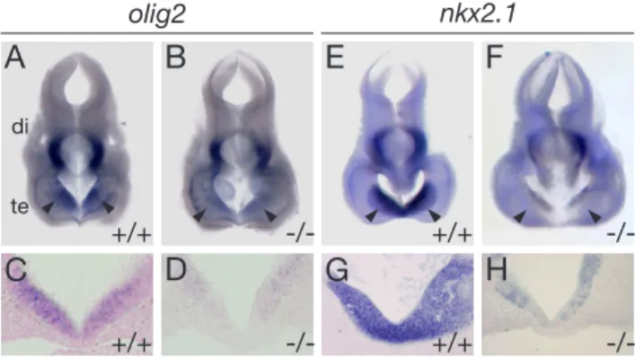 Figure 9: Expression of marker genes of early forebrain development in E10.5 embryos.