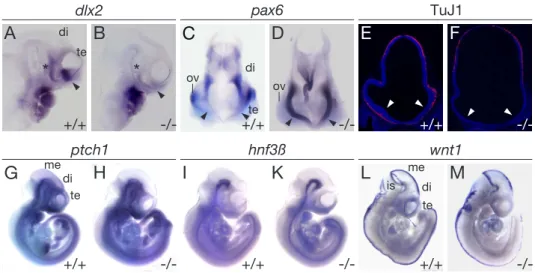 Figure 10: Expression of marker genes of early forebrain development in E10.5 embryos.