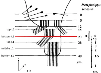 Figure 1. Arrangement of photoreceptor layers of Metaphidippus aeneolus anterior median eye’s retina.