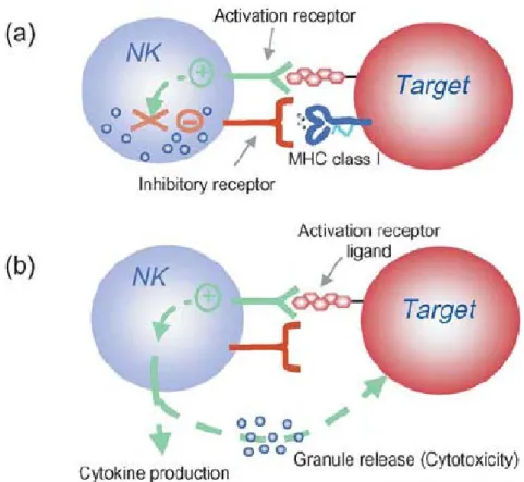 Figure 1.7 Natural killer (NK) cell activation is controlled by the integration  of signals from activation and inhibitory receptors