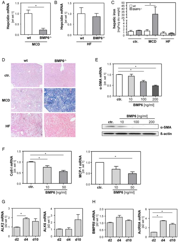 Figure 4 Mechanisms underlying the hepatoprotective effect of BMP6 in non-alcoholic fatty liver disease