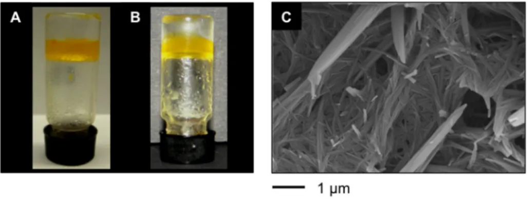 Figure 4.  (A) Typical appearance of an inverted vial containing PSG of a mixture  xylene/water prepared with A4 as shown in Table 1; (B) PSG of gasoline/water mixture;  