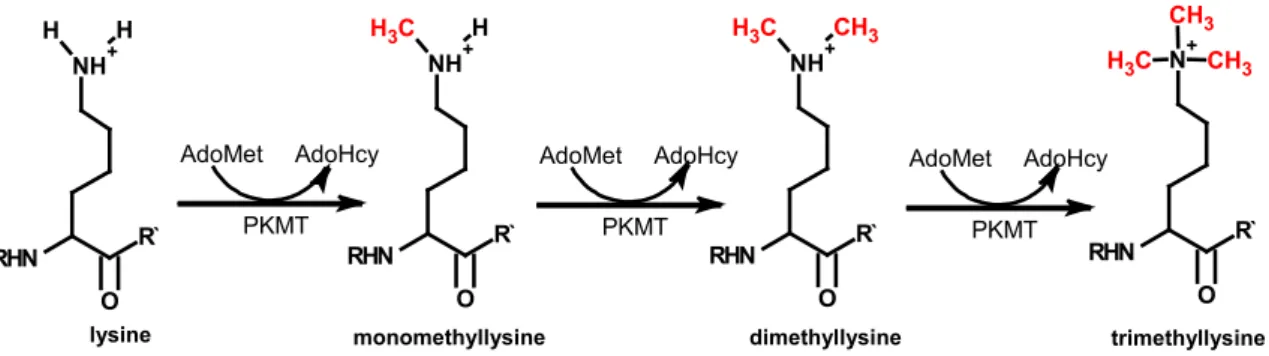 Figure 4: Types of methylation on lysine residues 
