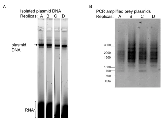 Figure 10: Prey plasmid preparation for second generation sequencing.  
