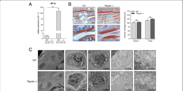 Fig. 3 Activating enhancer binding protein 2, epsilon, expression in articular cartilage and analysis of the cartilage layer in wild-type and Tfap2e −/− mice