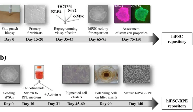 Figure 1. Representative timeline for the generation of skin biopsy-derived hiPSCs (a) and  differentiated RPE cells (b)