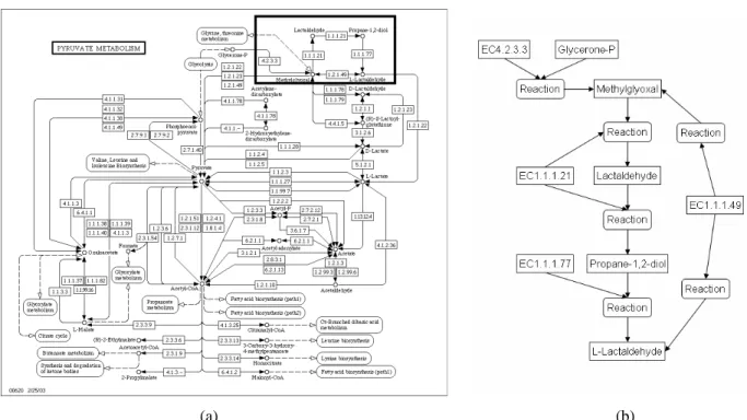 Figure 1. (a) Pyruvate metabolism as shown in KEGG. (b) Representation of the reactions in the  upper right corner of the KEGG pathway in the PQL data model