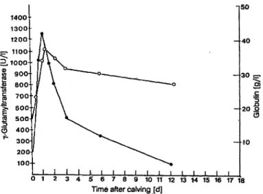 Fig. 2. Blood activities of colostra! Vglutamyltransferase and concentrations of globulins in calves at different times after calving