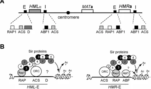 Fig. 1.2: Schematic representation of mating-type loci and silencers 