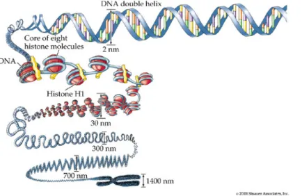 Figure 1.1: Schematic representation of various DNA compaction levels. Details are described in  the text