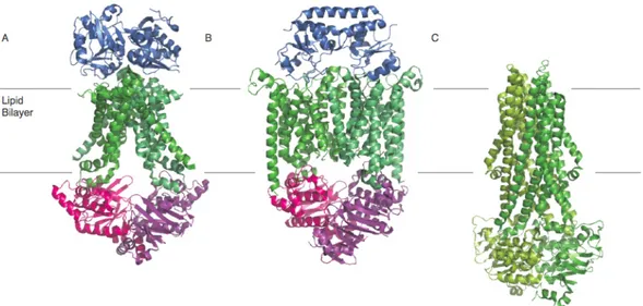 Figure 1.1.2.1.3 depicts the crystal structures of ModB 2 C 2 -A, BtuCD-F and Sav1866,  which represent the three different folds