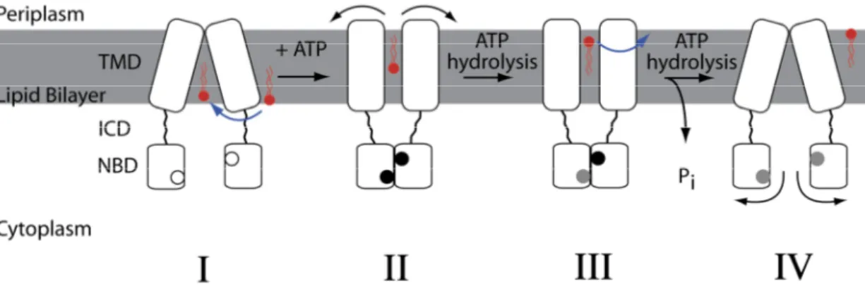 Figure 1.1.2.2.2. The ATP-switch model is based on structural and biochemical studies on MsbA and  contains four major structural steps