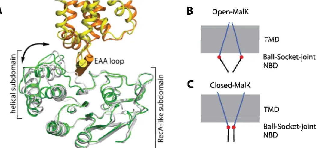 Figure 1.1.4.2.2. The “ball and socket joint” between the transmembrane proteins MalF and MalG and  the nucleotide binding proteins MalK 2 87 