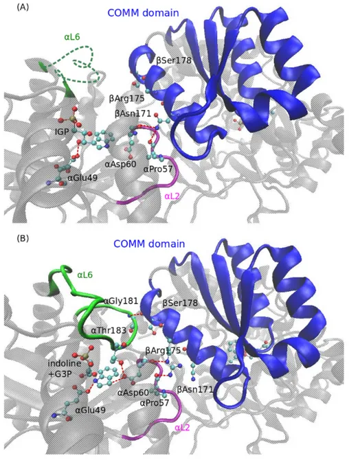 Figure 1.6: Comparison of the open and closed forms of tryptophan synthase at the interface between the α- and β-subsites