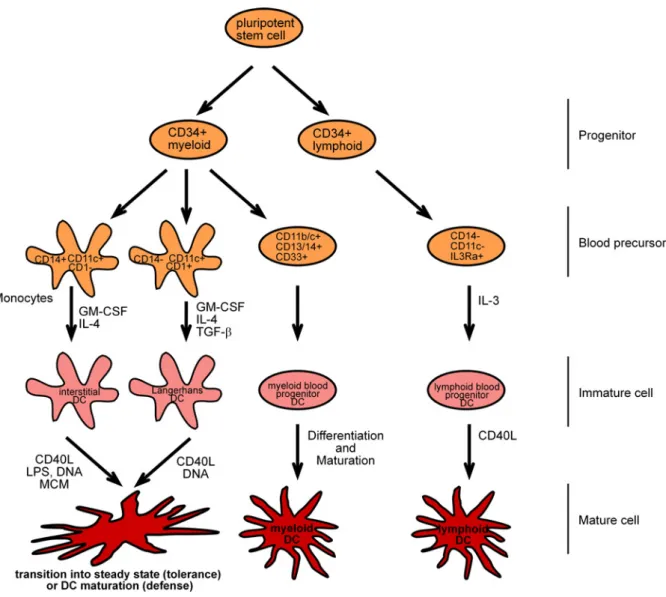 Figure 1: Subsets of human dendritic cells. Myeloid progenitors differentiate into monocytes which are  CD14 + CD11c + CD1 -  DC precursors that yield to immature DCs in response to granulocyte/macrophage  colony-stimulating factor (GM-CSF) and IL-4