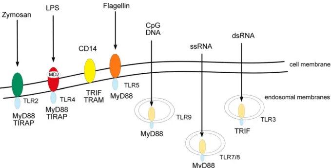 Figure 2: Toll-like receptors and their ligands. The family of TLRs consists of 13 members