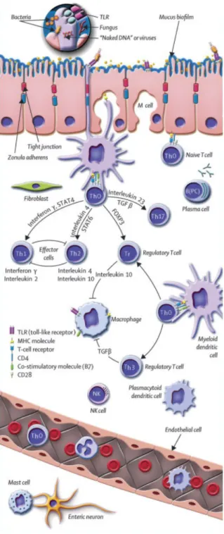 Figure 6: The intestinal immune system in healthy state. Antigen can pass the epithelium via M cells and  after transfer to local DCs it might directly be presented to naïve T H 0 cells