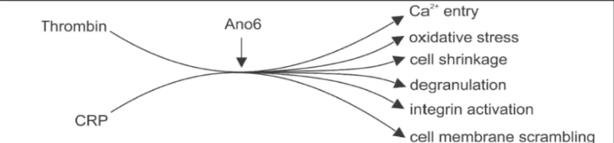 Fig. 8.  Synopsis of Ano6 sensitive platelet functions. 