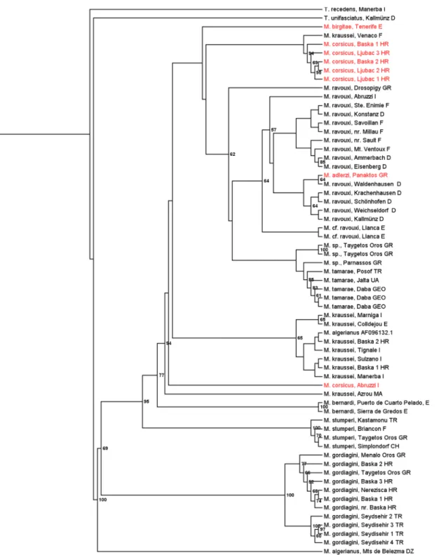 Fig 2. Maximum likelihood tree of the socially parasitic ant genus Myrmoxenus inferred from sequences of the nuclear gene wingless and the mitochondrial gene CO I / CO II