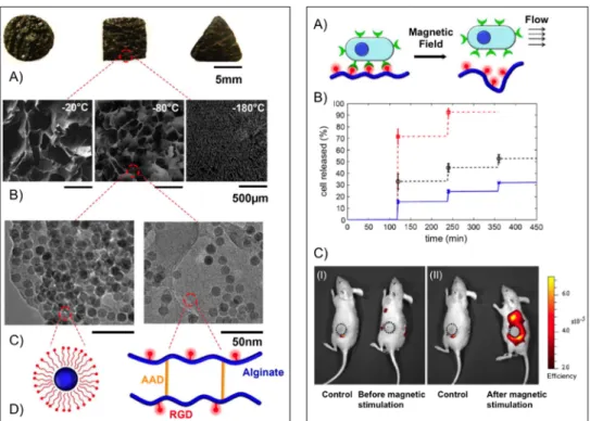 Figure 4. Left panel: (A) Photograph of bulk gels with various shapes; (B) SEM images of  scaffold with various pore size (average diameter from left to right: 700, 300 and 20 μm)  and pore connectivity in the ferrogels; (C) TEM images of iron oxide nanopa