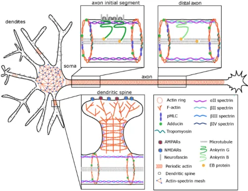 Figure 1. The organization of the neuronal cytoskeleton. A two-dimensional (2D) actin-spectrin  meshwork, similar to those found in other cell types (e.g., erythrocytes), spans the soma of the cell