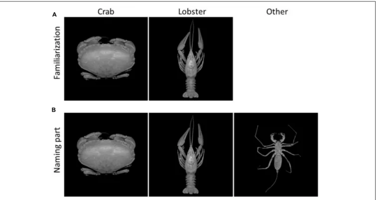 FIGURE 1 | Stimulus examples from the learning phase. (A) Familiarization: photographs of crabs and lobster-like decapod crustaceans were presented with the respective labels of “crab” and “lobster.” (B) Naming: the same set of images as well as photograph