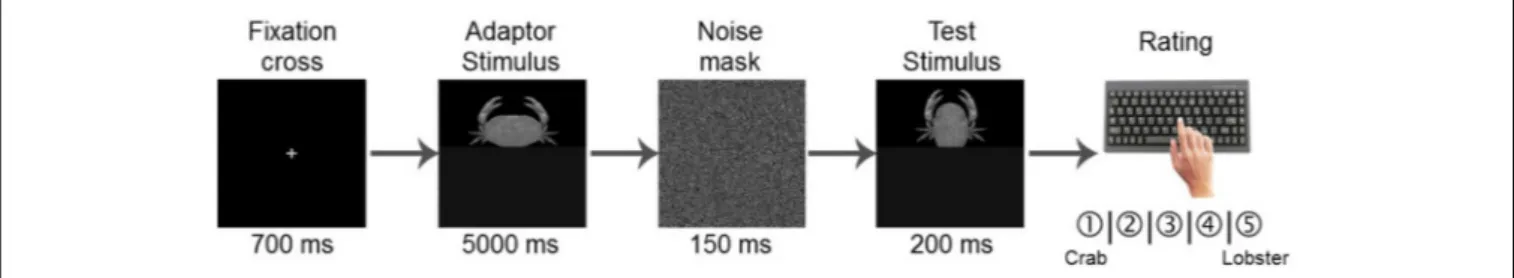 FIGURE 3 | Trial structure of the test phase. First, a fixation cross appeared for 700 ms, then the adaptor stimulus was presented for 5000 ms, which was followed by a 150 ms noise mask