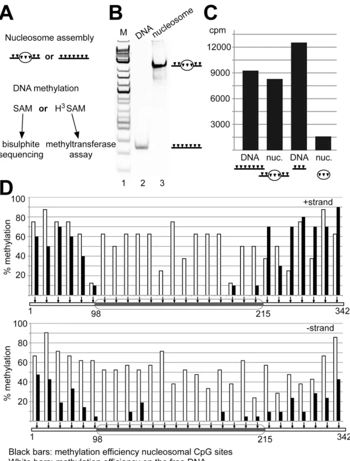 Fig 5. Nucleosomes inhibit the Dnmt1 dependent DNA methylation in vitro . (A) Experimental setup of the bisulfite sequencing and the radioactive methyltransferase assay