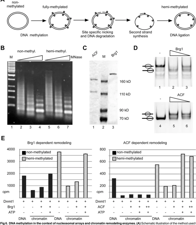 Fig 6. DNA methylation in the context of nucleosomal arrays and chromatin remodeling enzymes